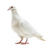 blanc Pigeon ou Colombe permanent isoler sur transparence Contexte png