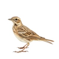 Lark bird side view full body isolate on transparency background png