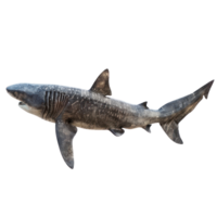 Basking shark side view full body isolate on transparency background png