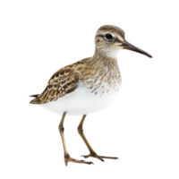 Sandpiper bird front view full body isolate on transparency background png