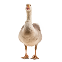 Goose front view full body isolate on transparency background png