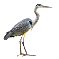 Heron bird side view full body isolate on transparency background png