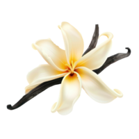 Fresh vanilla flower isolate on transparency background png