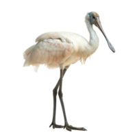 Spoonbill bird side view full body isolate on transparency background png
