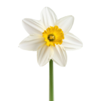 Daffodil flower isolate on transparency background png