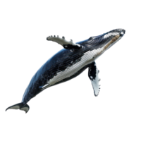 Whale side view full body isolate on transparency background png