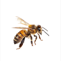 Bee side view full body isolate on transparency background png