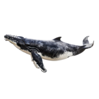Whale side view full body isolate on transparency background png