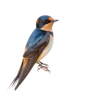 Barn swallow bird front view full body isolate on transparency background png