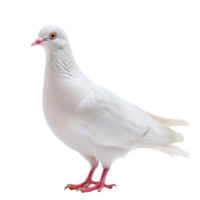 white pigeon or dove standing isolate on transparency background png