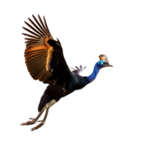Cassowary bird fly full body isolate on transparency background png