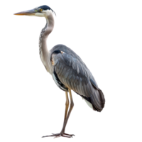 Heron bird side view full body isolate on transparency background png