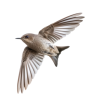 Common swift bird fly full body isolate on transparency background png