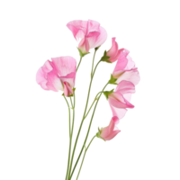 Sweet Pea flower front view full length isolate on transparency background png