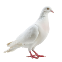 white pigeon or dove standing isolate on transparency background png