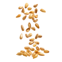 Falling Pine Nuts isolate on transparency background png