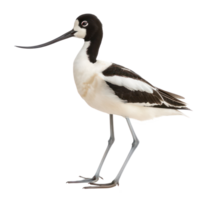 Avocet bird side view full body isolate on transparency background png