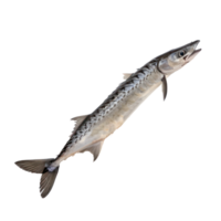 Barracuda full body isolate on transparency background png