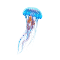 Jellyfish side view full body isolate on transparency background png