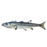 Barracuda side view full body isolate on transparency background png