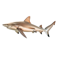 Bull Shark side view full body isolate on transparency background png