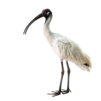 Ibis full body isolate on transparency background png