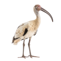 Ibis front view full body isolate on transparency background png