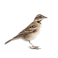 Lark bird side view full body isolate on transparency background png