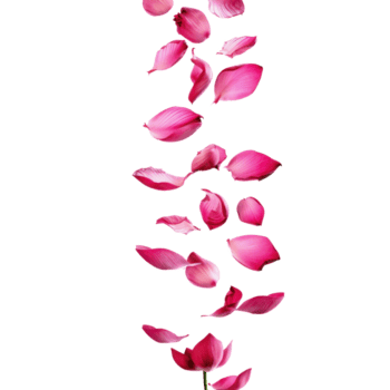 flotante loto flor pétalos que cae aislar en transparencia antecedentes png