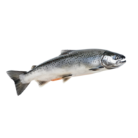 floating raw salmon isolate on transparency background png