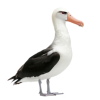 Albatross bird side view full body isolate on transparency background png