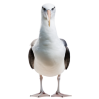 Albatross bird front view full body isolate on transparency background png