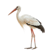 Stork side view full body isolate on transparency background png