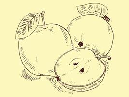 Apple sketch hand drawn doodle illustration vector
