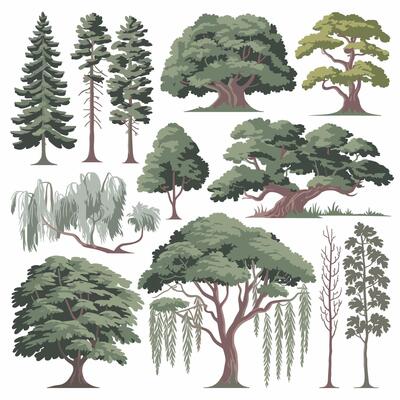 illustration of different types of trees
