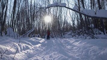 Child goes skiing in forest on sunny day. Child on ski trip on snowy winter day. Child on skis is walking along forest trail with bright sun video