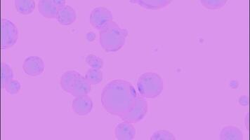 Animation of moving 3d bubbles on colored background. Design. 3D soap bubbles are moving upwards in stream. Bright background with flying soap bubbles on bright background video