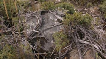 Top view of rocky rocks with tree roots. Stone cobblestones overgrown with dry tree roots. Huge stones with tree roots in summer video