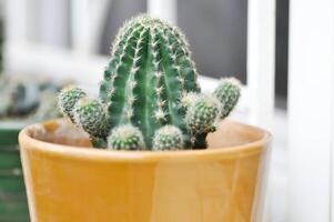 Echinopsis oxygona, Echinopsis Rainbow Bursts or Echinobivia Hybrid Rainbow Bursts or Echinopsis calochlora, Goloden Echinopsis calochlora or cactus photo