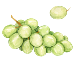 Watercolor branch of white grapes lying on the table. Illustration of green berries isolated on background. Berries for wine, juice, jam label. Clipart for winery, cafe, restaurant. png