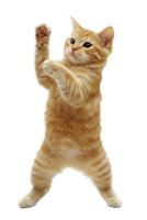 A joyful cat dancing the tango against a transparent background, radiating happiness and charm in its playful pose png