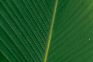 Close up of a group of green leaves, providing a textured and abstract nature background. Rich foliage textures, exotic greenery, and botanical patterns photo