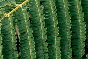 Close up of a group of green leaves, providing a textured and abstract nature background. Rich foliage textures, exotic greenery, and botanical patterns photo