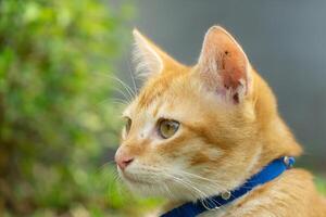 orange cat wearing a collar playing in the park with green grass and some small trees in the background. taken very close with a blurred background photo