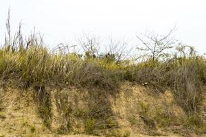 A landscape photo of a field of tall, dry grass under a cloudy sky. Overgrow the dried reeds on a spring evening. Cloudy weather, landscape