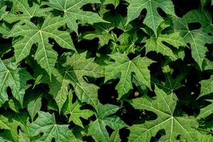 Close up of a group of green leaves, providing a textured and abstract nature background. Rich foliage textures, exotic greenery, and botanical patterns photo