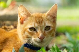 orange cat wearing a collar playing in the park with green grass and some small trees in the background. taken very close with a blurred background photo