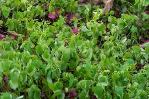 Close up of a group of green leaves, providing a textured and abstract nature background. Rich foliage textures, exotic greenery, and botanical patterns photo