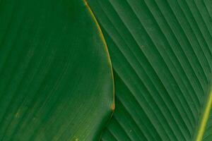 Close up of a group of green leaves, providing a textured and abstract nature background. Rich foliage textures, exotic greenery, and botanical patterns photo
