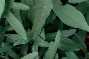 Close up of a group of green leaves, providing a textured and abstract nature background. Rich foliage textures, exotic greenery, and botanical patterns photo
